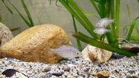 展示されているスイゲンゼニタナゴ