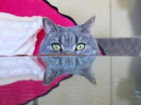 別の生き物みたいに撮れた猫　反省しているフリの犬も〈sippoおもしろ写真〉