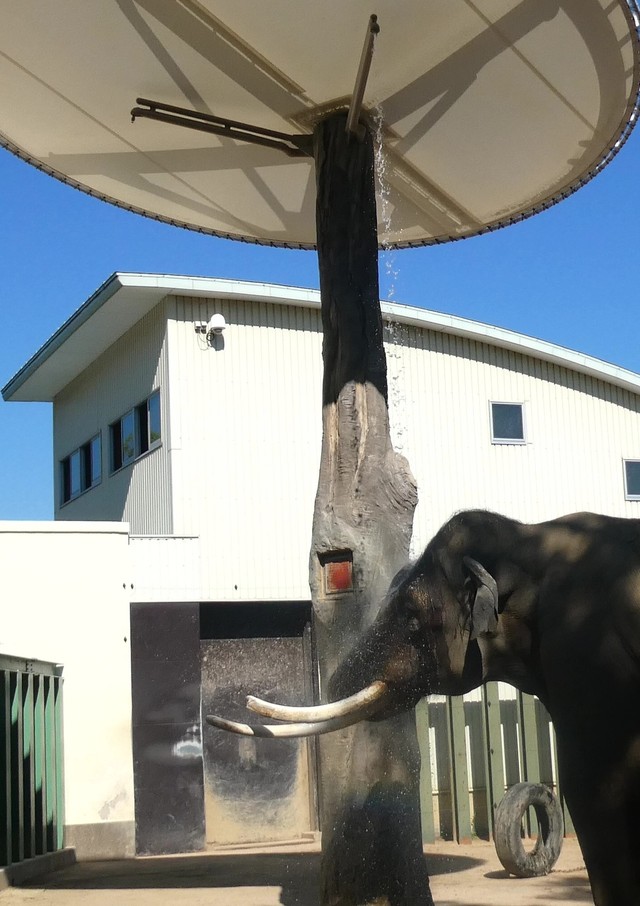 赤いスイッチを押すと上から水が