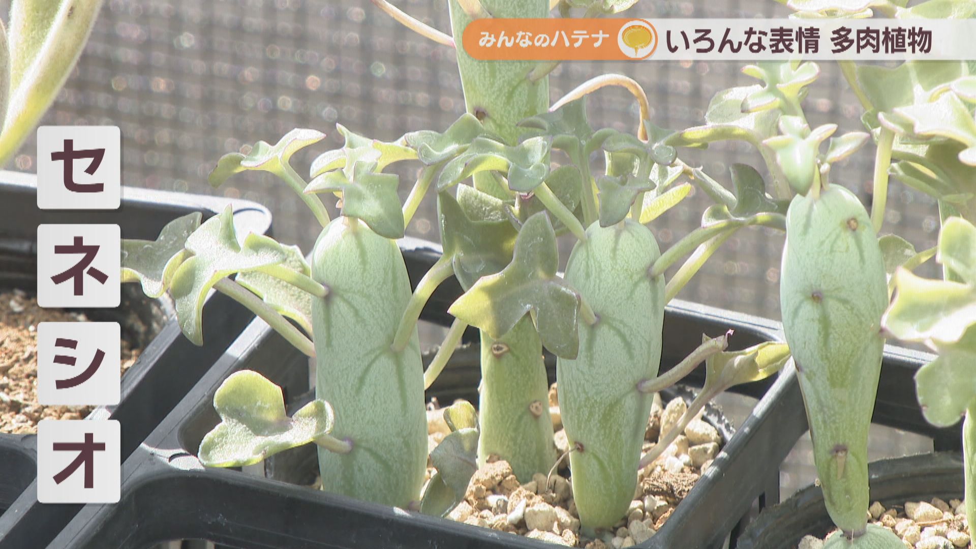 多肉植物の水やり頻度は?土は何がいい? 多肉植物の専門店に聞いてみた