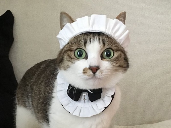 メイドさんのコスプレはいかが？