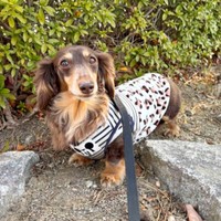 飼い主さんに寄り添って座るびびちゃん（画像提供：びびさん）