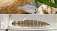 スイゲンゼニタナゴ(上)　アユモドキ(下)