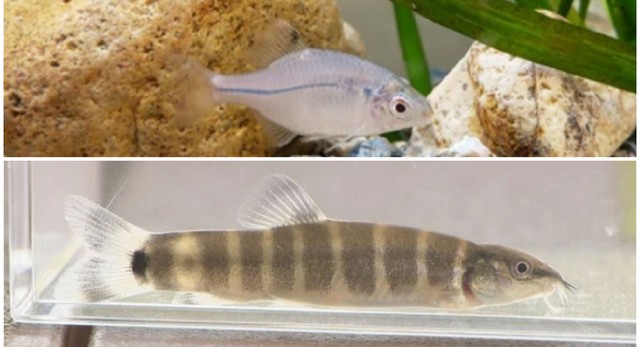 スイゲンゼニタナゴ(上)　アユモドキ(下)