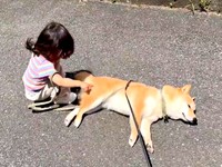 「起きて」と、えだまめくんの体をちょんちょんする娘さん（画像提供：豆柴えだまめくん）