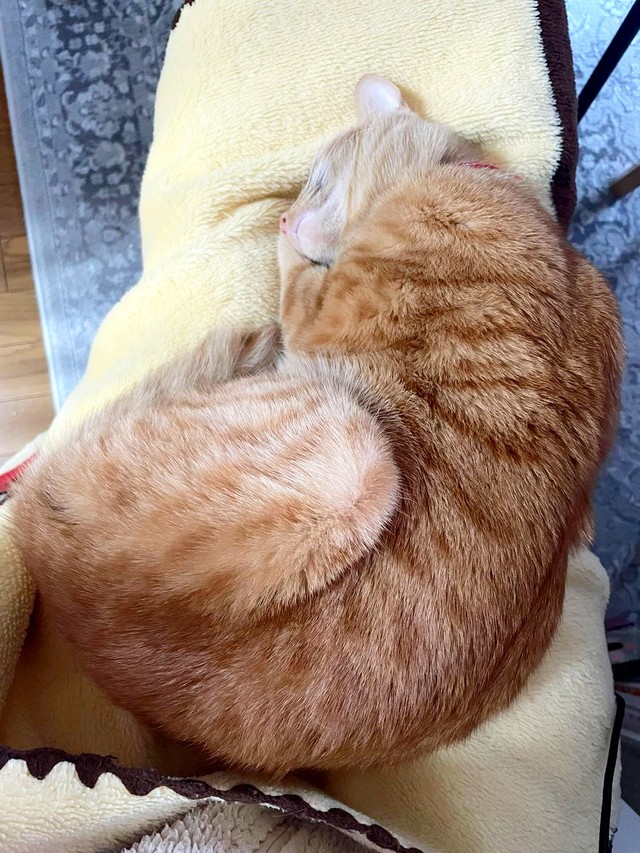 毎朝パパをお見送りしてルーティン終えたら、必ずお膝タイム.するレオちゃん（画像提供：しげぼんさん）