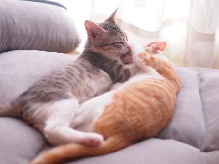 くっついていると温かいね