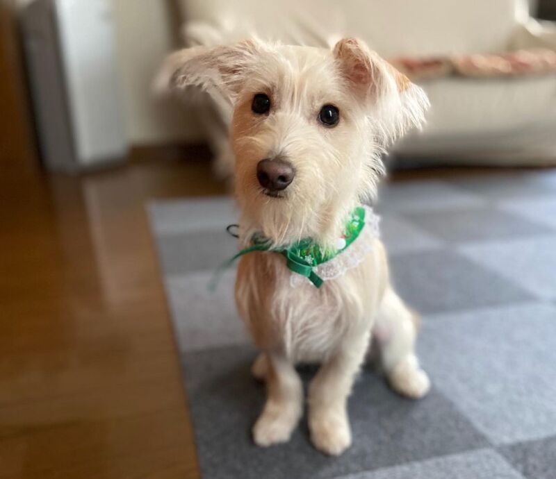 久遠（くおん）