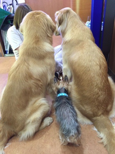 「ねえねえ、何してるの？」。病院犬の間からのぞき込む（高藤さん提供）