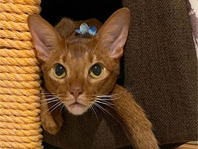 シッポがだらーん　ムササビみたいに身軽なアビシニアン「仁海」