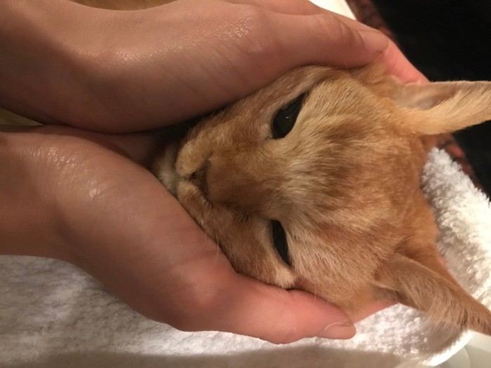 私の腕の中で息を引き取った梅ちゃん