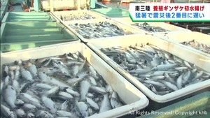 養殖ギンザケ初水揚げ　震災以降最も遅く　宮城・南三陸町