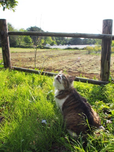 モキチは、死にかけていたのを保護された