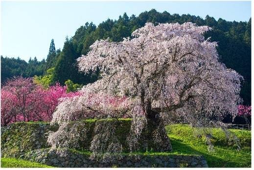 本郷の瀧桜（又兵衛桜）（奈良県）（画像提供：宇陀市観光課）