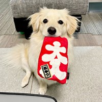 「お腹すいた！」 1日に数回、こうして現れるとろろくん（画像提供：ポメックスのとろろくん）