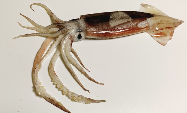 たしかにイカの頭に似ています