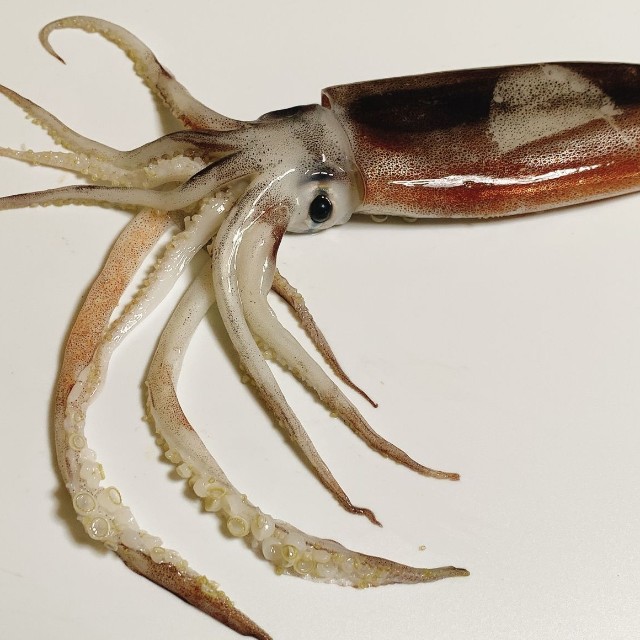 たしかにイカの頭に似ています