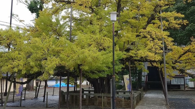 法然上人ゆかりの大イチョウの葉　爽やかなレモン色に　季節限定の御朱印も登場　岡山・誕生寺