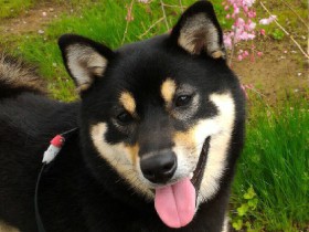 顔は小さめだけど豆柴より大きいよ　黒柴の「ノア」