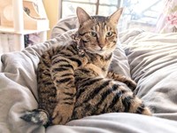 布団の上でのんびりとくつろぐ大福くん（画像提供：豆大福さん）