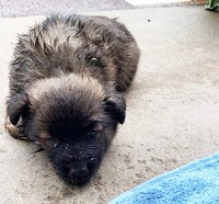 保護当時のまめちゃん。体はずぶ濡れで震えていました