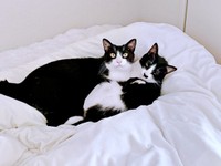 ベッドで仲良くくつろぐ（左から）結灯くん、依灯ちゃん（画像提供：猫又ちぐらさん）
