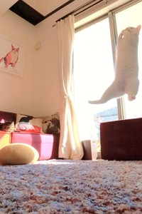 まさに宙に浮いてるみたいですね（提供：無重力猫ミルコのお家さん）