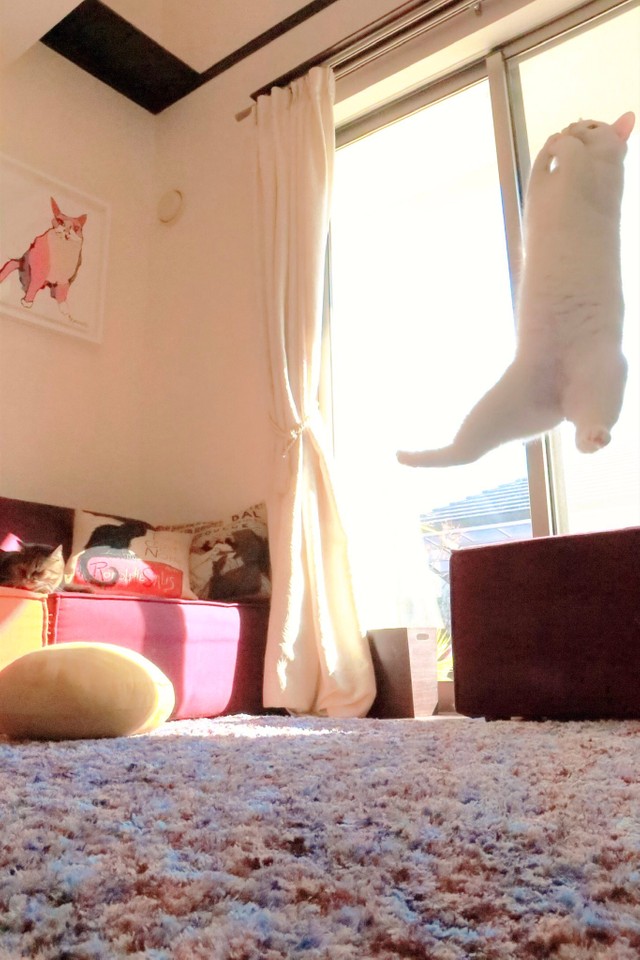 まさに宙に浮いてるみたいですね（提供：無重力猫ミルコのお家さん）