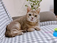 ソファでくつろぐ翠ちゃん（画像提供：@rhdrw.anさん）