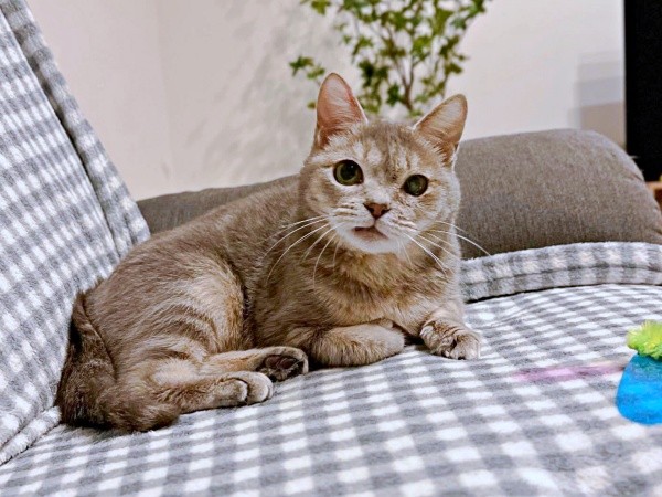 ソファでくつろぐ翠ちゃん（画像提供：@rhdrw.anさん）