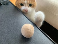 にゃんだコレ、突いてみるにゃ