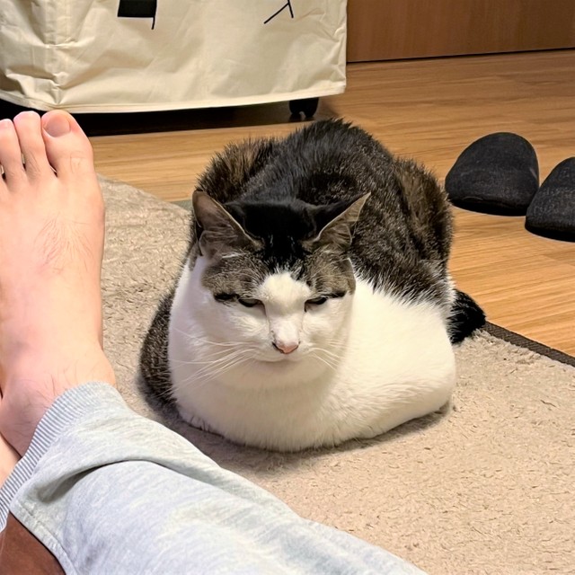 浮腫みが酷くなり、お父さんの足の間に収まるのがつらくなりました。でもそばにはいたい