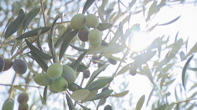 オリーブ新品種の愛称を募集　最優秀賞には旅行券5万円など　香川