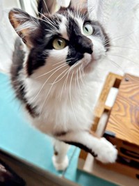 休日出勤前のひとコマ。甘えたいあわせちゃんがかわいすぎる！ （画像提供：毛玉が2匹さん）