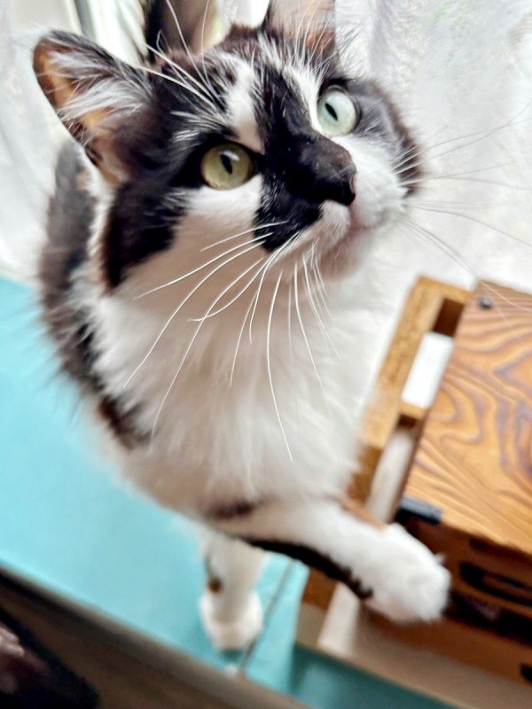 休日出勤前のひとコマ。甘えたいあわせちゃんがかわいすぎる！ （画像提供：毛玉が2匹さん）