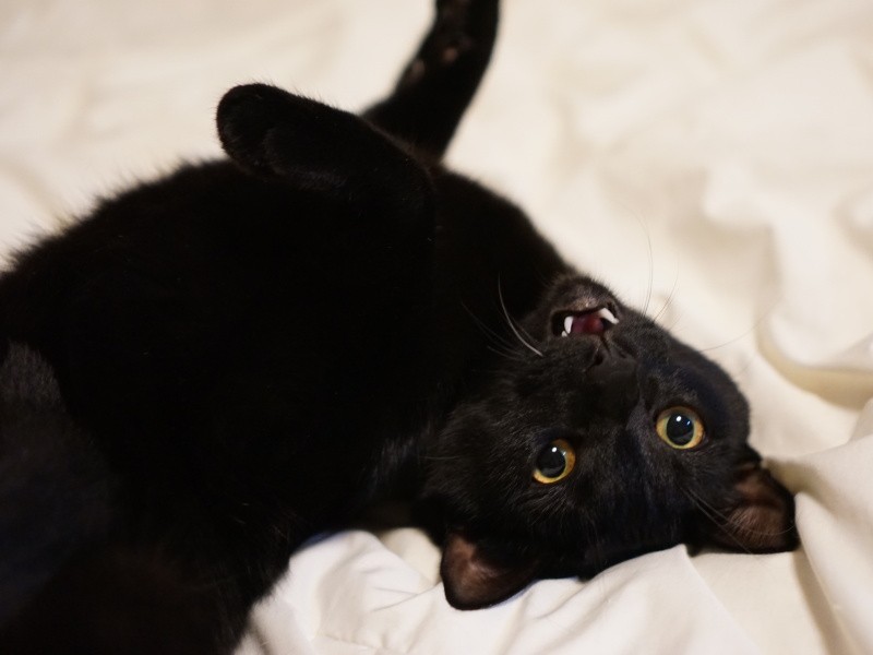 左のひげが１本白いヤソ次郎「幸運を呼ぶ白ひげだにゃん」