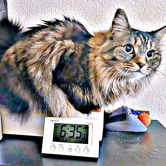 休日は少し遅めに起こしにやって来たもなかちゃん（画像提供：おはぎともなかと時々オトンさん）