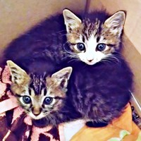 きょうだいで保護された（左から）ビターくん、シュガーちゃん（画像提供：ごんべさん）