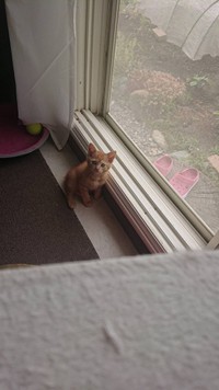 子猫時代の窓際のうにくん（画像提供／はなださん）