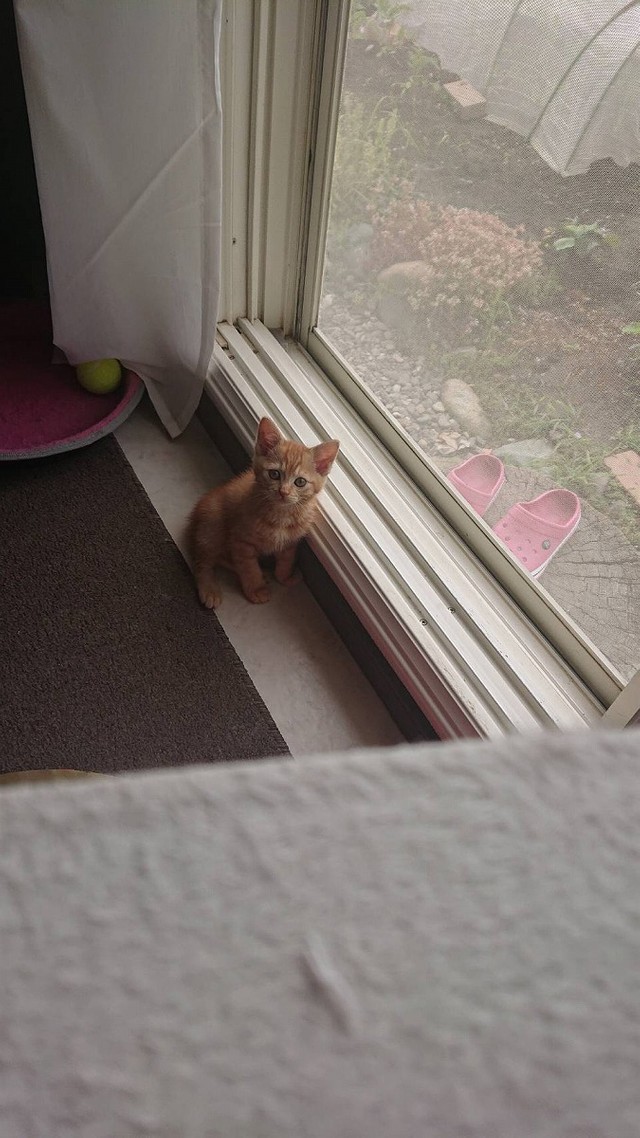 子猫時代の窓際のうにくん（画像提供／はなださん）