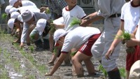 小学生が古代米の田植え体験　秋には稲刈りも　香川・まんのう町
