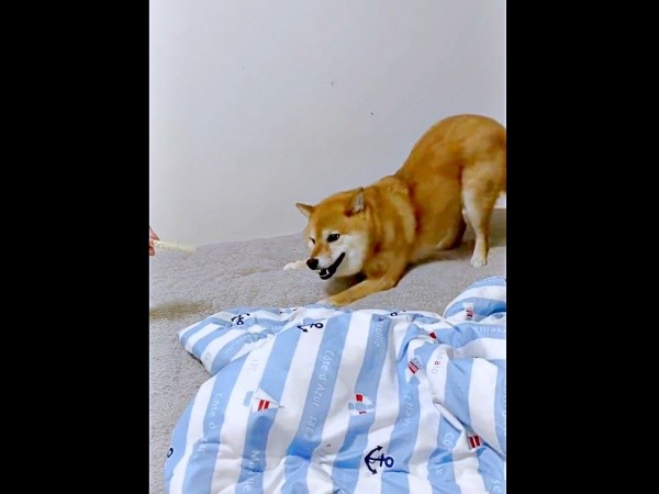 お尻を高く上げて、前足をバン！ 久々のおやつを警戒するポンちゃん（画像提供：柴犬 ポン2さん）