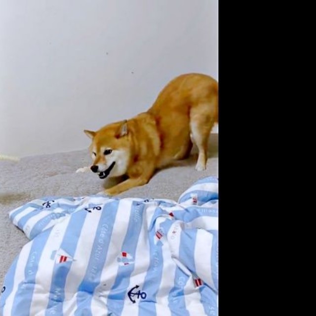 お尻を高く上げて、前足をバン！ 久々のおやつを警戒するポンちゃん（画像提供：柴犬 ポン2さん）