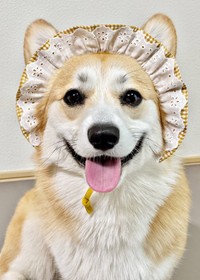 フリルスタイがよく似合うコパンちゃん（画像提供：まろ眉のコパンさん）