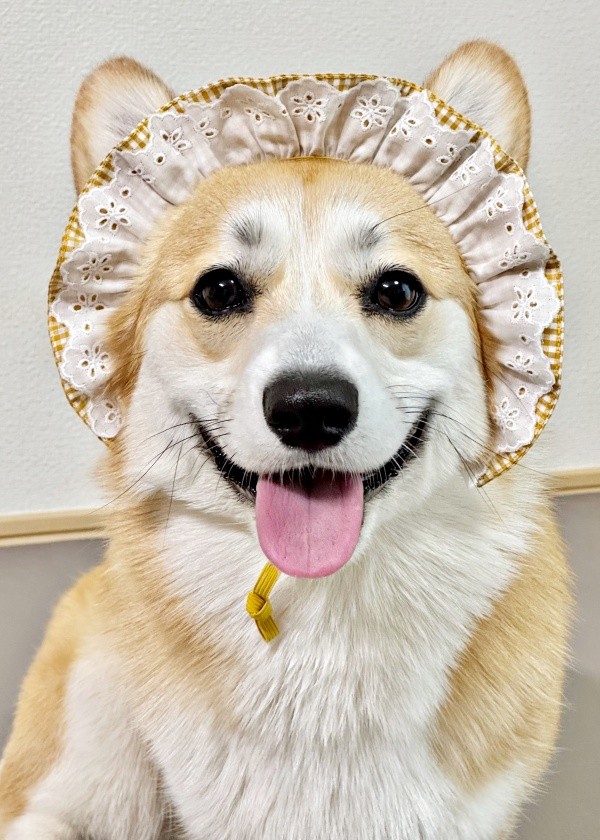 フリルスタイがよく似合うコパンちゃん（画像提供：まろ眉のコパンさん）