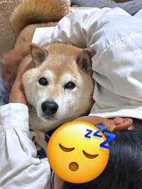 お父さんを寝かしつける担当のぱんくん（画像提供：Greenさん）
