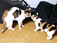 2023年2月9日、初めて対面したときの（左から）るりちゃんとみくちゃん（画像提供：ねこ好きさゆりんさん）