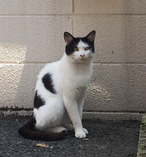 地域猫時代の、お兄ちゃんのハッチくん（山本京子さん提供）