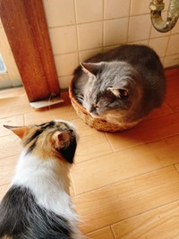 まさおくんに教えを乞うタマちゃん。何を聞いているのかな？