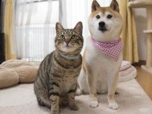 新しい家で幸せになった猫たち　「保護猫」を考える写真集